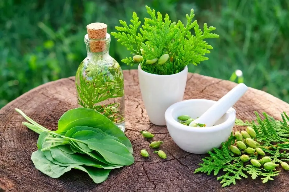 Using Herbal Remedies for Skin Health